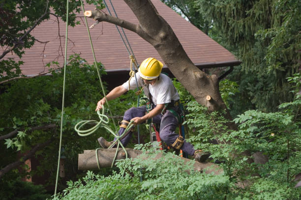 Best Tree Maintenance Programs  in Mcloud, OK